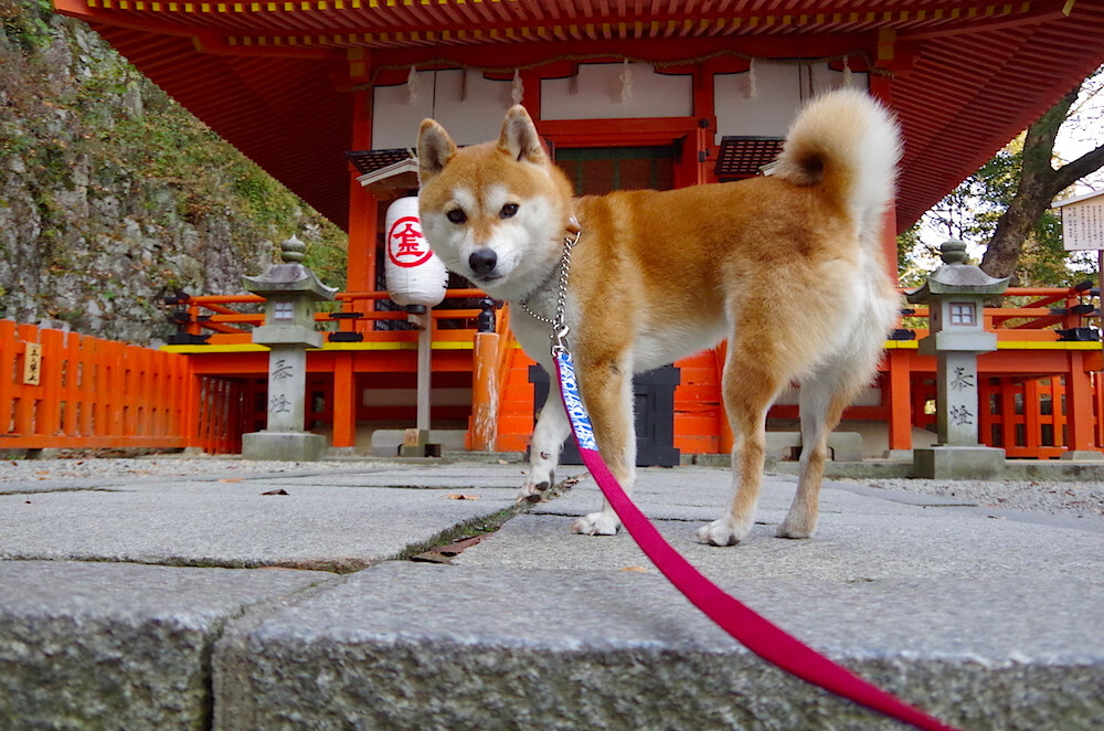 金字塔对决铁塔,金玟哉一锤定音,东方利剑刺穿巴黎夜空