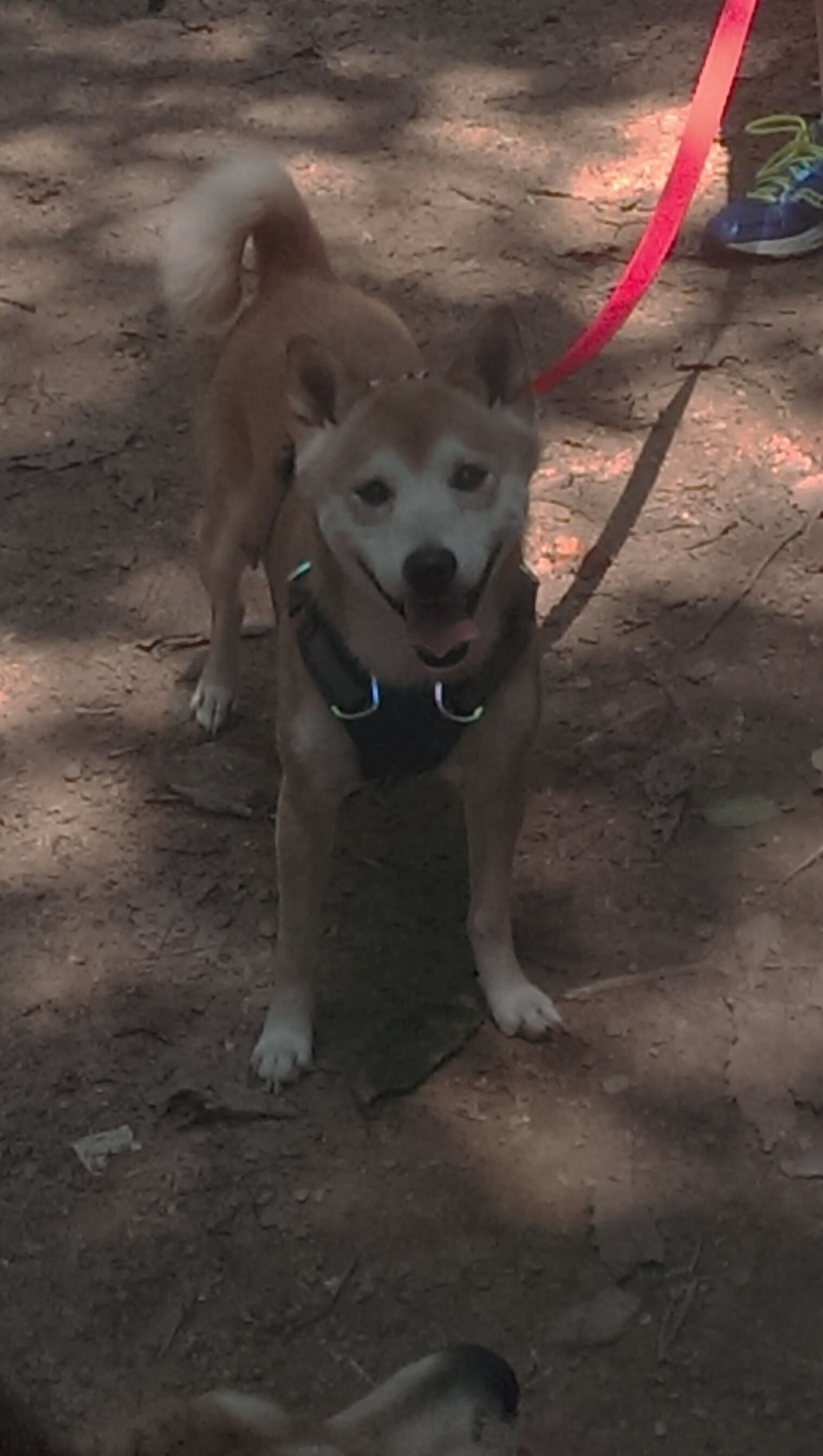 阿拉巴的证明之战,巴西对阵瑞士,焦点中的焦点