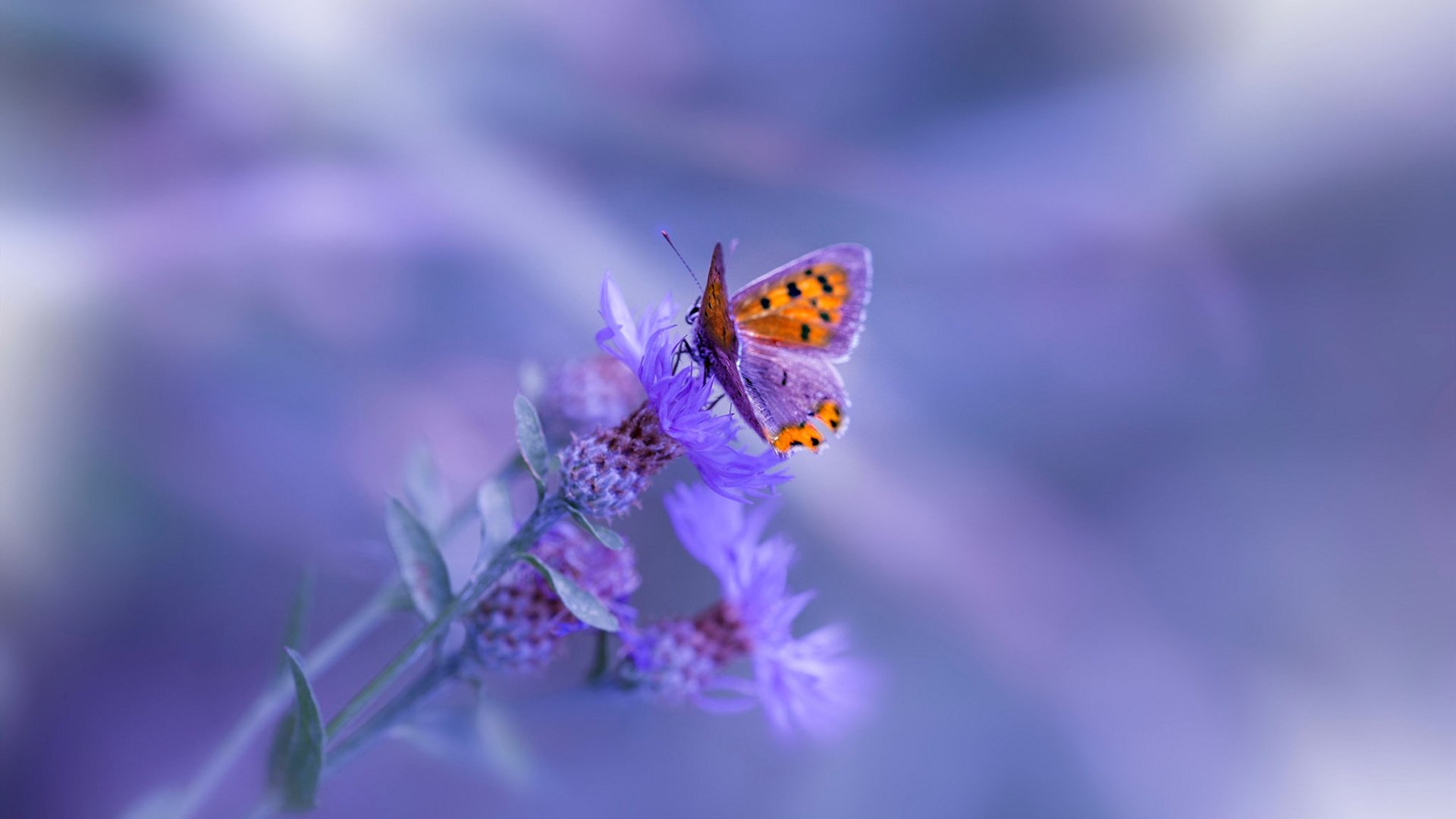 跨界狂想,当劳塔罗在NBA季后赛接管比赛,犹如瑞典速胜巴西般的奇迹